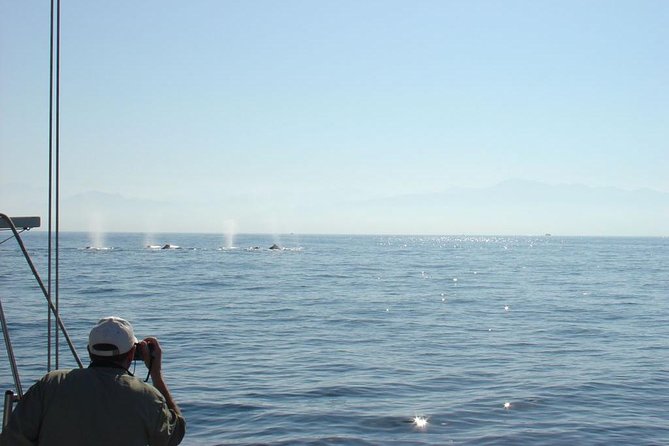 Whale Watching The Best Of Puerto Vallarta - Who will enjoy this Puerto Vallarta tour