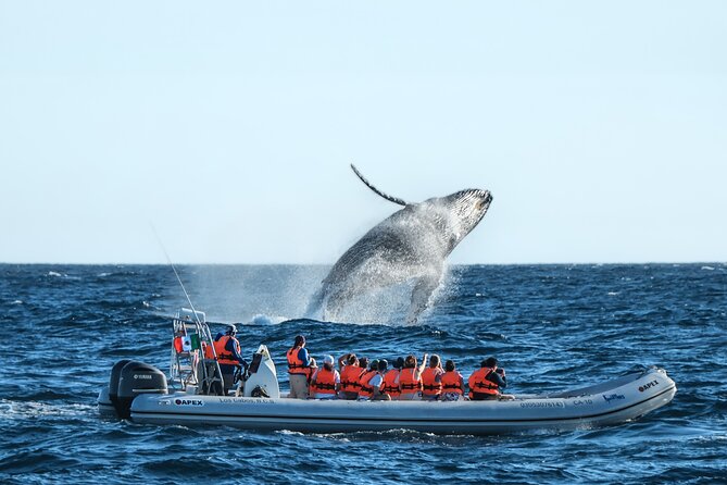 Whale Watching, The Famous Arch and Fast Boat Tour in Los Cabos - Key points at a glance