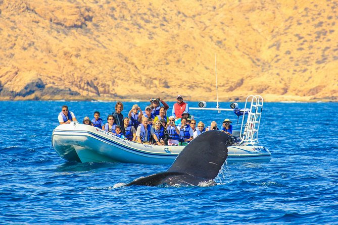 Whale Watching, The Famous Arch and Fast Boat Tour in Los Cabos - From hotel pickup to the Cabo marina