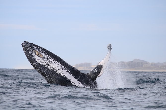 Whale Watching, The Famous Arch and Fast Boat Tour in Los Cabos - Searching the Sea of Cortez or Pacific