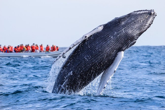 Whale Watching, The Famous Arch and Fast Boat Tour in Los Cabos - The Arch and Lover’s Beach on the return