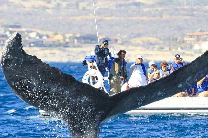Whale Watching, The Famous Arch and Fast Boat Tour in Los Cabos - What the $99 price really covers
