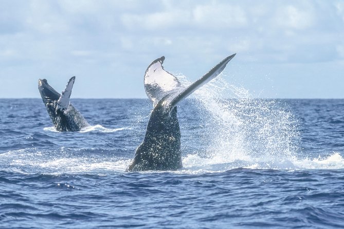 Whale Watching, The Famous Arch and Fast Boat Tour in Los Cabos - Who will enjoy this boat most