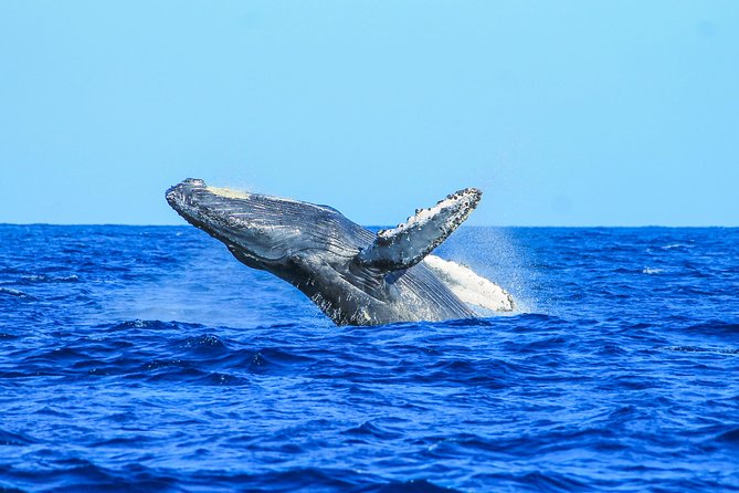 Whale Watching, The Famous Arch and Fast Boat Tour in Los Cabos - Practical ways to improve your day
