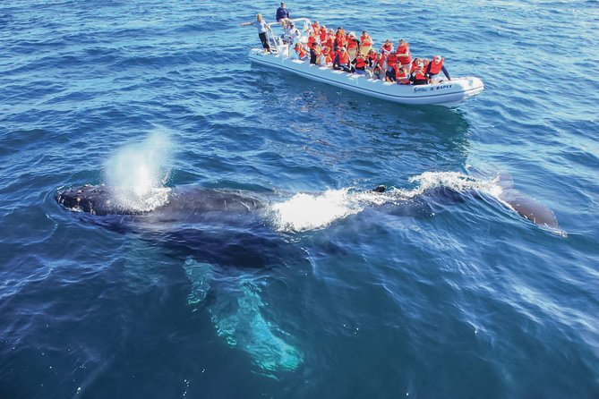 Whale Watching, The Famous Arch and Fast Boat Tour in Los Cabos - Boarding the fast zodiac