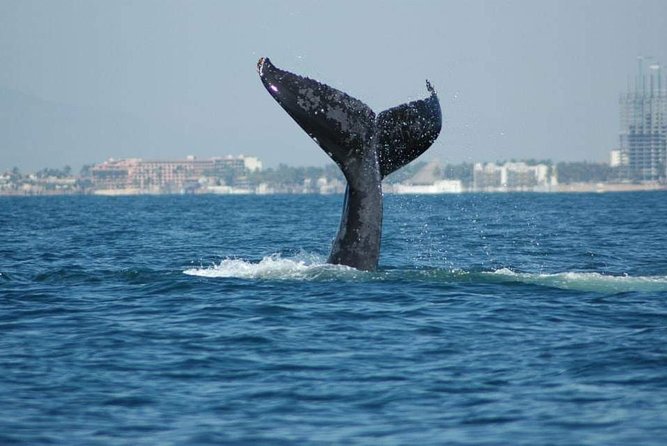 Whale Watching Tour - Three hours in Monterey Bay Sanctuary