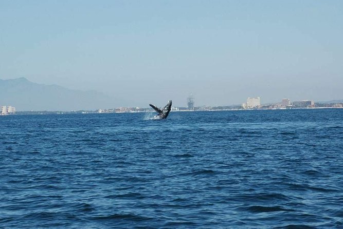 Whale Watching Tour - Leaving from 48 Fishermans Wharf
