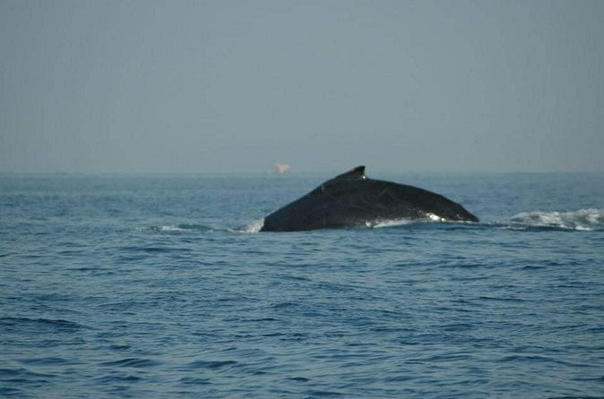 Whale Watching Tour - Finding whales with the captain and crew