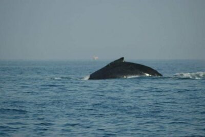Whale Watching Tour