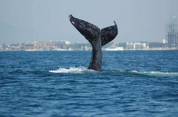 Whale Watching Tour - Who will enjoy this trip most
