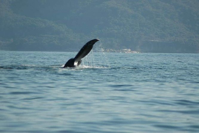 Whale Watching Tour - Booking, cancellation, and simple planning