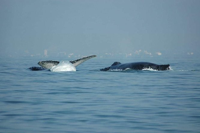 Whale watching tour - Who will get the most from this tour?