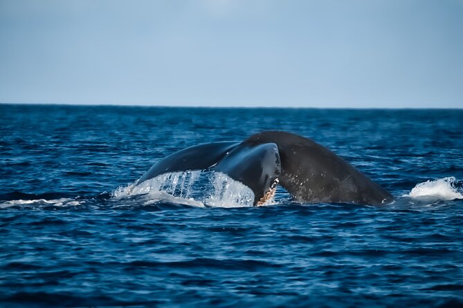 Whale Watching Tour - Big Island, Hawaii - Key points at a glance
