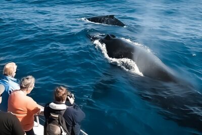 Whale Watching Tour – Big Island, Hawaii