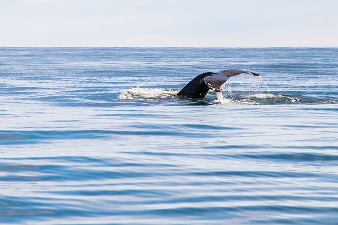 Whale Watching Tour from Akureyri City Central - The search for humpbacks
