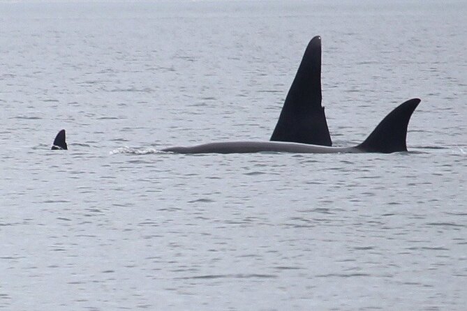 Whale Watching Tour from Anacortes - Key points to know before booking