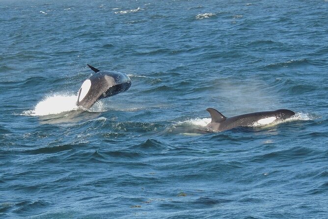 Whale Watching Tour from Anacortes - Why Anacortes is a smart whale-watching base