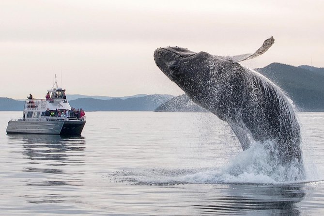 Whale Watching Tour from Anacortes - The supporting cast: seals, sea lions, porpoises, and birds