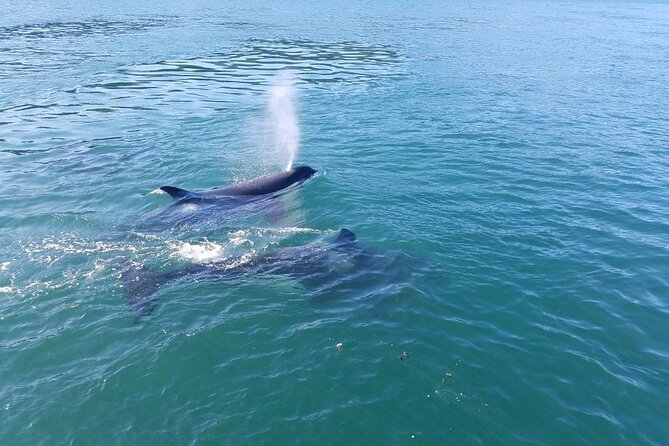 Whale Watching Tour from Anacortes - A fast boat gives you a wider search area