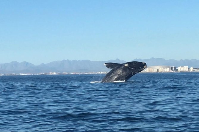 Whale Watching Tour from Cape Town - Why Hermanus is the main event
