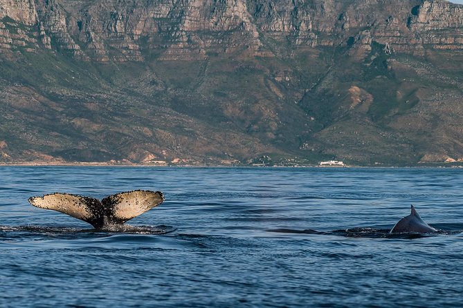 Whale Watching Tour from Cape Town - The 8:00 am start from Cape Town