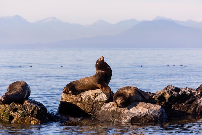 Whale-Watching Tour from Vancouver - Meeting in Steveston or taking the Vancouver shuttle