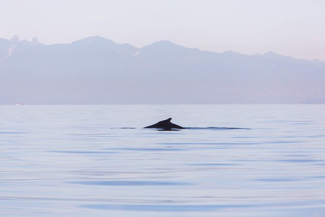Whale-Watching Tour from Vancouver - Planning around the three to five-hour schedule