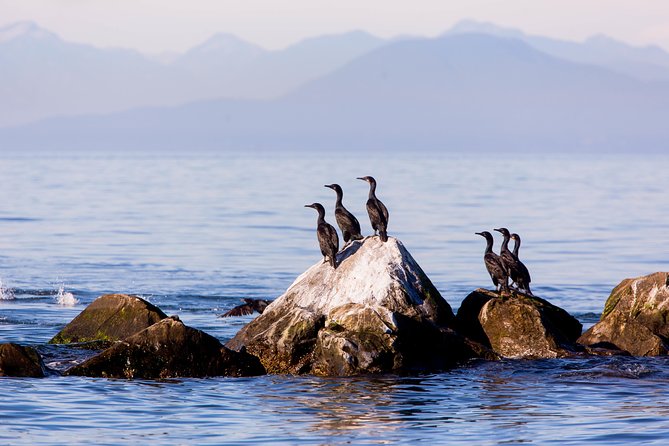 Whale-Watching Tour from Vancouver - Weather cancellations and changing plans