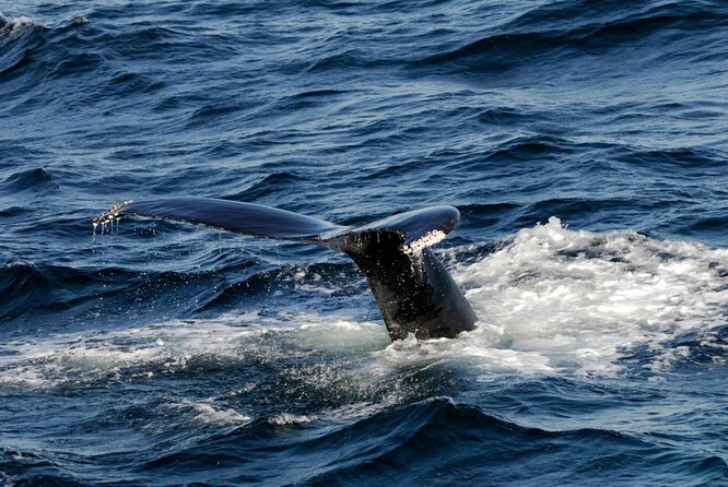 Whale Watching Tour in Gloucester - Key points to know before you book