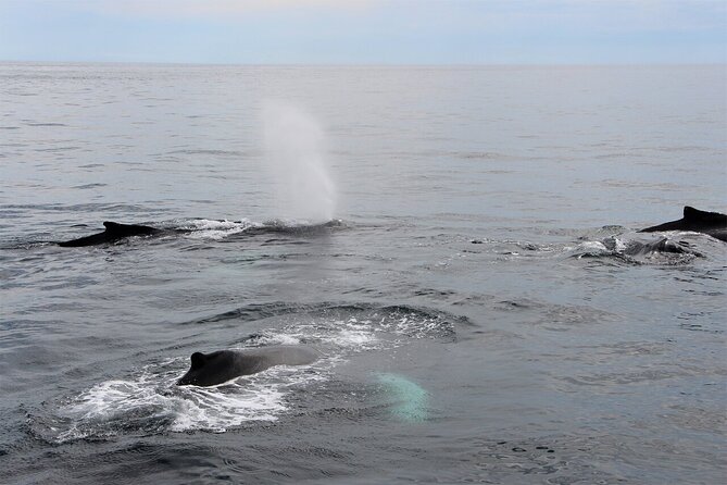 Whale Watching Tour in Gloucester - From Gloucester harbor to Stellwagen Bank