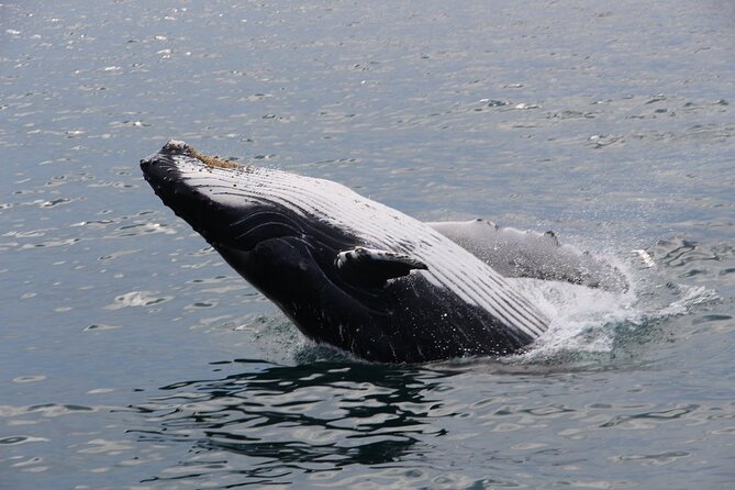 Whale Watching Tour in Gloucester - The naturalists make the sightings easier to understand