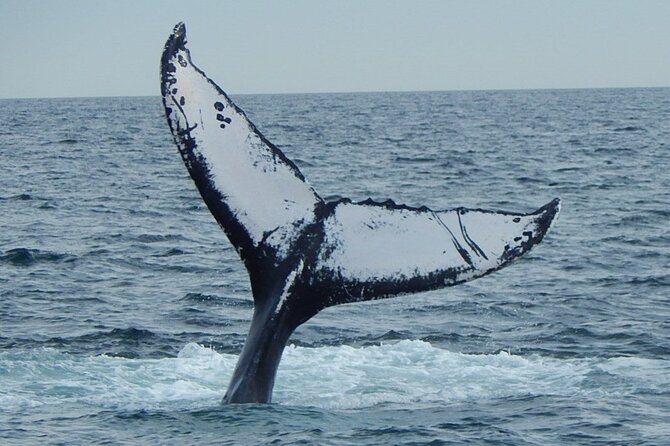 Whale Watching Tour in Gloucester - Price, timing, and practical value