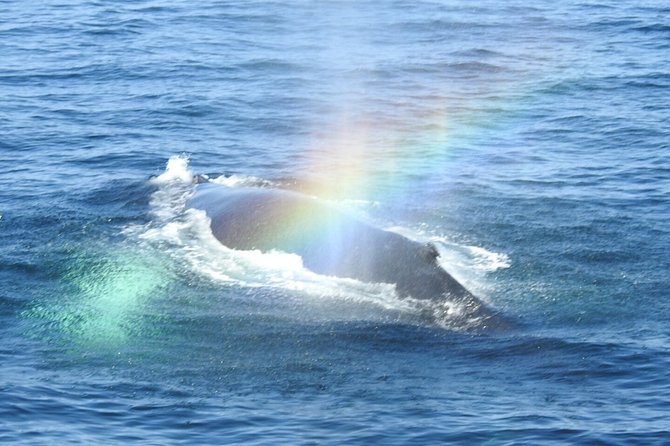 Whale Watching Tour in Gloucester - Seasickness and rough-water planning