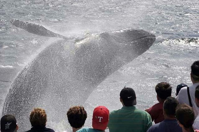 Whale Watching Tour in Gloucester - Why Stellwagen Bank matters