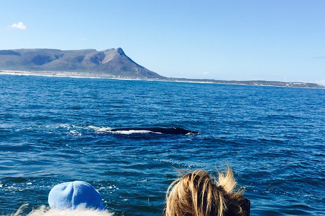 Whale Watching Tour in Hermanus with Hotel Pickup - The best time to see whales in Hermanus