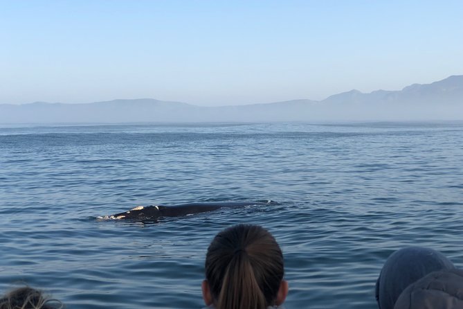 Whale Watching Tour in Hermanus with Hotel Pickup - Hermanus town gives the day breathing room