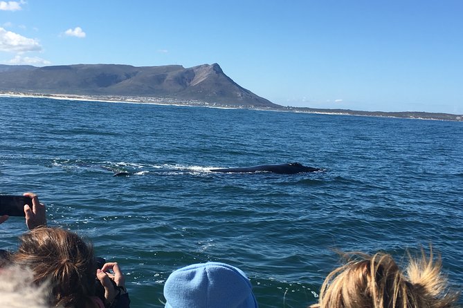 Whale Watching Tour in Hermanus with Hotel Pickup - Adding Betty’s Bay and its penguin colony