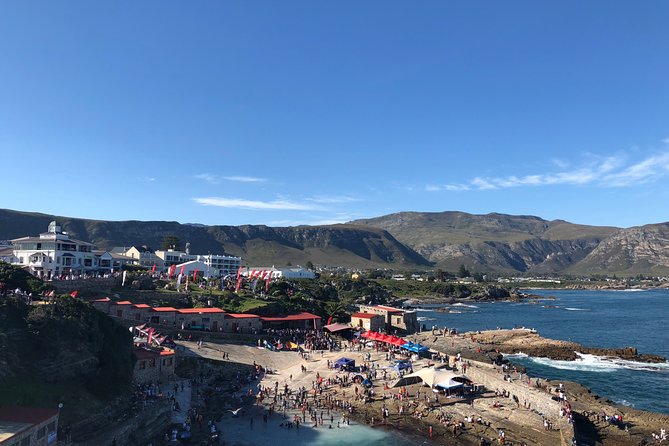 Whale Watching Tour in Hermanus with Hotel Pickup - Guide style and what you can expect from Tingo
