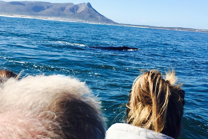 Whale Watching Tour in Hermanus with Hotel Pickup - What the boat outing is really like