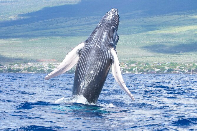Whale Watching Tour on a Charming Hawaiian Catamaran From Maalaea - Key points to know before you book