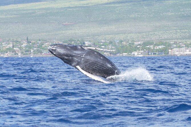 Whale Watching Tour on a Charming Hawaiian Catamaran From Maalaea - The hydrophone makes the trip more than a visual search
