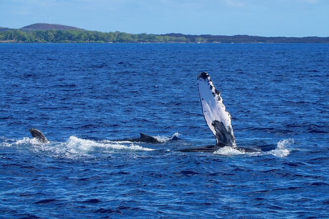 Whale Watching Tour on a Charming Hawaiian Catamaran From Maalaea - Crew guidance and the human side of the trip