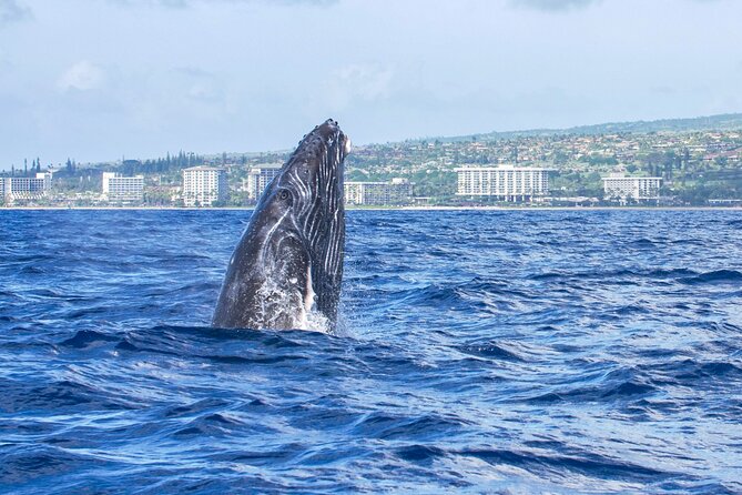 Whale Watching Tour on a Charming Hawaiian Catamaran From Maalaea - Snacks, drinks, and useful comfort details