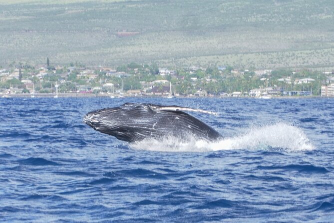 Whale Watching Tour on a Charming Hawaiian Catamaran From Maalaea - Weather, comfort, and who should skip it