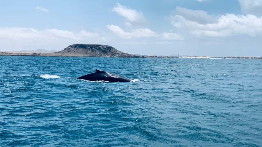Whale watching tour SEASONAL - Key points at a glance
