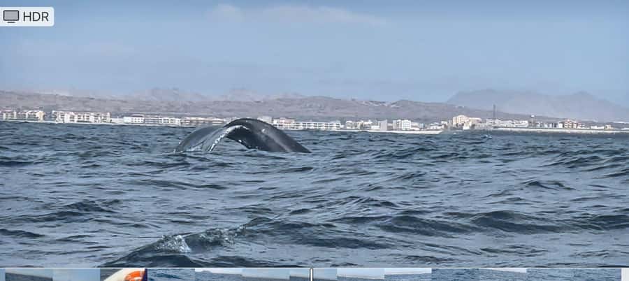 Whale watching tour SEASONAL - Meeting Boa Vista’s seasonal humpbacks