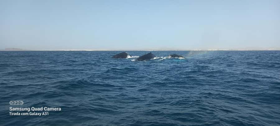 Whale watching tour SEASONAL - A marine biologist on board