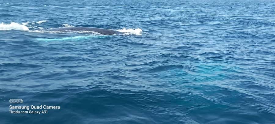 Whale watching tour SEASONAL - Practical ways to improve your chances