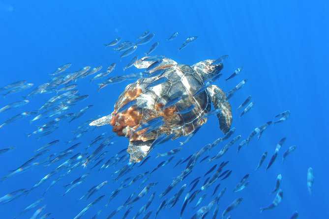 Whale Watching Tour + Vila Franca Islet: Full-day with lunch - Is $103 good value?
