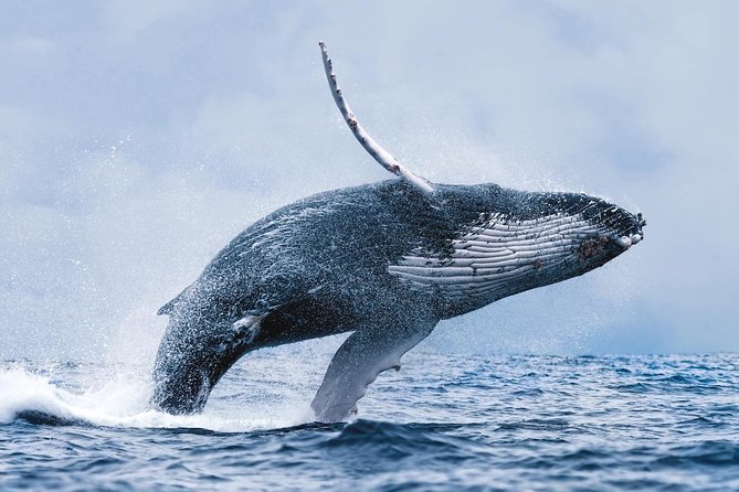 Whale Watching Tour with Professional Guide from Reykjavik - Searching Faxaflói Bay for whales